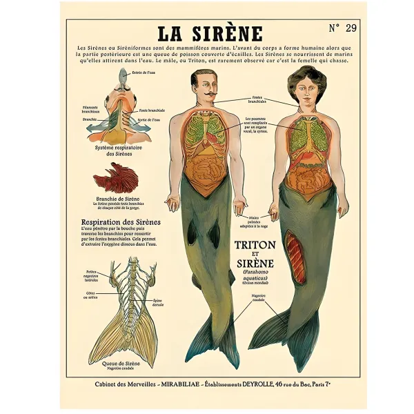 Posters / Tapestry*Boogzel Clothing Anatomy of Mythical Creatures Poster LaSirene