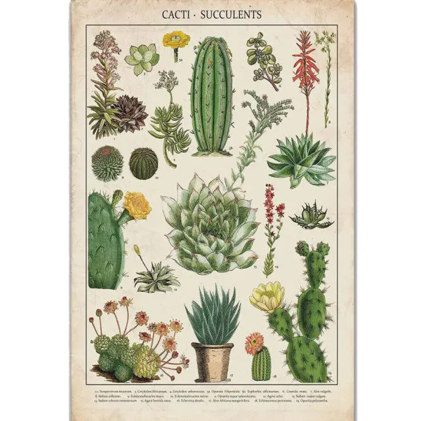 Posters / Tapestry*Boogzel Clothing Cacti and Succulents Vintage Poster