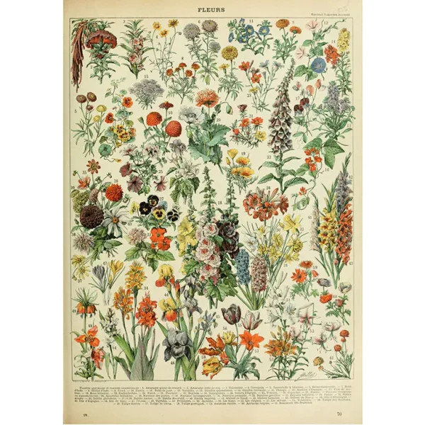 Posters / Tapestry*Boogzel Clothing Fleurs Vintage Poster