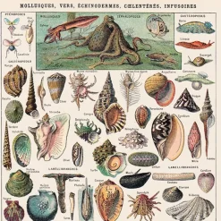 Posters / Tapestry*Boogzel Clothing Mollusques Vintage Poster